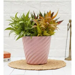 gold dust Pink Plastic Desk Pot-picture-13