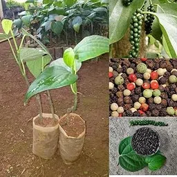 Golden Bloom Black Pepper Plant Air Layering, Black Pepper Panniyur 1" Black Pepper Spice Plant (Piper Nigrum) 1 Live Plant-picture-15