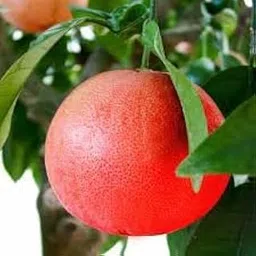 Gopanursery Red Batabi (pomelo 1pic of pkt)-picture-20