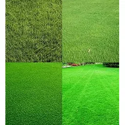 Grass seeds for lawn Lawn grass seeds for home garden PACK OF 1000-picture-18