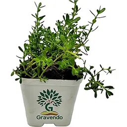 Gravendo Brahmi Plant Live with Pot Medicinal Plants for Home Garden Herbs - Bacopa Monnieri/Water Hyssop/Thyme-Leafed Gratiola/Herb of Grace Ayurvedic Plants-picture-28