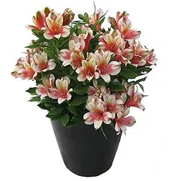 GREENS Alstroemeria/Peruvian lily Imported Flower Bulbs For Summer Gardening Easy to Growin All Type Of Climate (Pack Of 2 Bulbs) (Bio-Pink Color)-picture-31