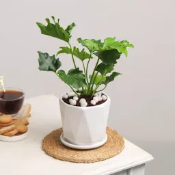 Growing Grace-picture-17