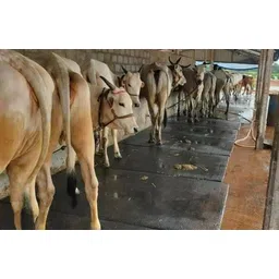 A90Black Cow Mat For all animals, BPA Free, Easy Clean And Waterproof Size 8*5 | Cow, Hamster Pet Mat-image-16