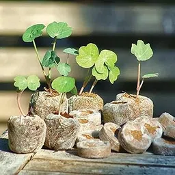 Happy Squirrel Organic Seed Germination Kit | 100% Eco-Friendly Cocopeat Seedling Germination Tray for Plants | Ideal for Soil Gardening, Hydroponics - 30mm Diameter (Pack of 20)-picture-17