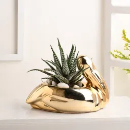 Haworthia Plant In Golden Swan Ceramic Pot-picture-25
