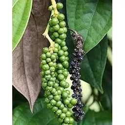 Healthy Hybrid Black Pepper Plant | Kali Mirch Live Vine for Garden | Herbal & Medicinal Spice Plant (1 Pack)-picture-22