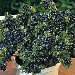 Healthy Vibe Blueberry live plant Hybrid Fruit Rare Exotic Grape Tropical Fruit Live Plant (Blueberry live plant)-picture-16