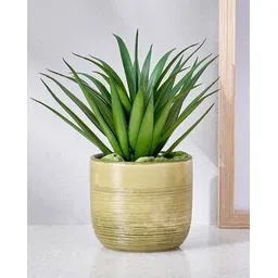 home centre Corsica Barnett Artificial Succulent in Ceramic Pot-picture-52