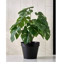 home centre Gloria Terra Artificial Monstera Plant in Pot-picture-37