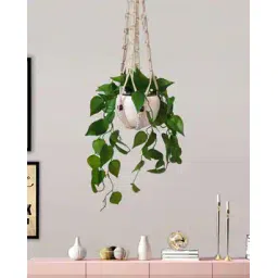 homesake Set of 2 Artificial Hanging Vine Plants-picture-35