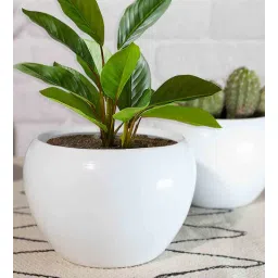 White Metal Indoor and Outdoor Desk Pot (Set of 2) By Homesake-picture-14