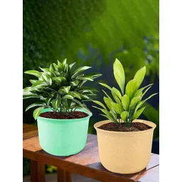 HOMESTIC Pack of 2 Marble Sawera Design 10 Inch Flower Plant Pot with Plate for Home & Garden | Stylish Pots for Balcony | Ideal for Home Decor & Office Spaces | Beige & Green-picture-28