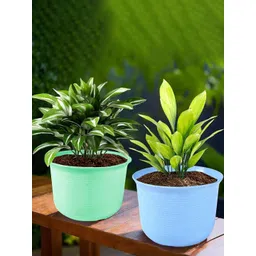 HOMESTIC Pack of 2 Marble Sawera Design 10 Inch Flower Plant Pot with Plate for Home & Garden | Stylish Pots for Plants Balcony | Ideal for Home Decor & Office Spaces | Blue & Green-picture-31