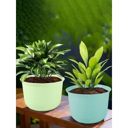 HOMESTIC Pack of 2 Plain Sawera Design 10 Inch Flower Plant Pot with Plate for Home & Garden | Pots for Balcony | Ideal for Home Decor & Office Spaces | Sky Blue & Light Green-picture-21