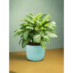 HOMESTIC Pack of 2 Plain Sawera Design 10 Inch Flower Plant Pot with Plate for Home & Garden | Stylish Pots for Plants Balcony | Ideal for Home Decor & Office Spaces | Sky Blue image 4