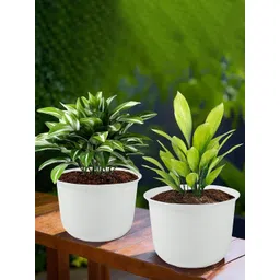 HOMESTIC Pack of 2 Plain Sawera Design 10 Inch Flower Plant Pot with Plate for Home & Garden | Stylish Pots for Plants Balcony | Ideal for Home Decor & Office Spaces | White-picture-18