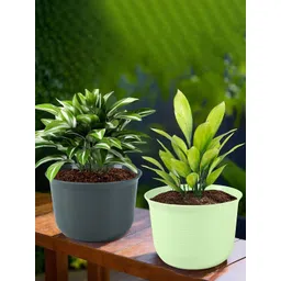 HOMESTIC Pack of 2 Plain Sawera Design 10 Inch Flower Plant Pot with Plate for Home, Kitchen & Garden | Pots for Balcony | Ideal for Home Decor & Office Spaces | Light Green & Grey-picture-22