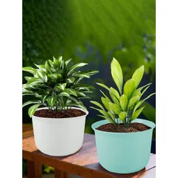 HOMESTIC Pack of 2 Plain Sawera Design 10 Inch Flower Plant Pot with Plate for Home, Kitchen & Garden | Pots for Balcony | Ideal for Home Decor & Office Spaces | Sky Blue & White-picture-19