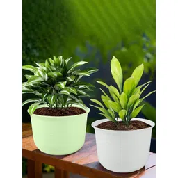 HOMESTIC Pack of 2 Plain Sawera Design 10 Inch Flower Plant Pot with Plate for Home, Kitchen & Garden | Pots for Balcony | Ideal for Home Decor & Office Spaces | White & Light Green-picture-24