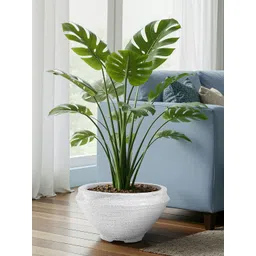 HOMESTIC White Rotomould Round Planters With Drainage Hole-picture-36