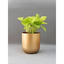 Homspurts Yellow Metal Oval Planter-picture-41