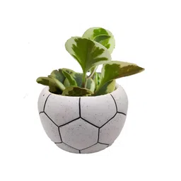 INDIA MEETS INDIA White Football Ceramic Pot Planter-picture-21