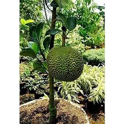 jackfruit seeds for planting Pack Of 01-picture-12