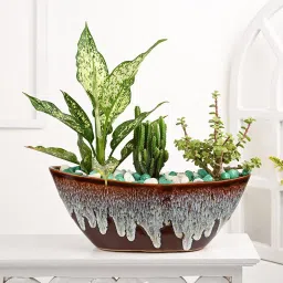 Jade Plant Aglaonema N Tower Cactus In Ship Shaped Pot-picture-35
