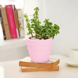 Jade Plant In Concrete Heart Planter-picture-34