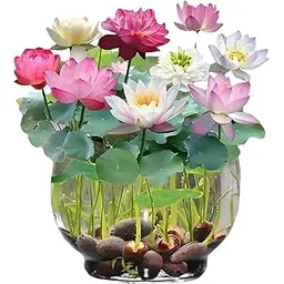 Japanese Rainbow Lotus Flower Seeds, Dwarf -100% Germination Mix Flower Seeds-Rainbow Lotus Flower SeedS for Home Decor. (Pack of 30)-picture-10