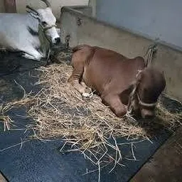 jindal premium Top Quality Black Cowmat Waterproof Long Lasting With Raised Edges Cow, Dog, Hamster, Guinea Pig, Miniature Pig Pet Mat-picture-10