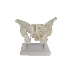 Khanna Traders Adult Male Pelvis On Base Model PVC, Fiber, Silicone Material-picture-39