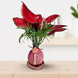 Kokedama Style Pink Aglaonema Plant Gift-picture-15