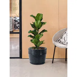 Kuber Industries 4Pcs White & Black Textured Roto Mould Flower Planters With Tray-picture-40