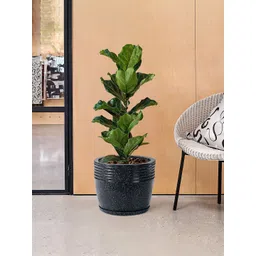 Kuber Industries 6Pcs Black Textured Roto Mould Flower Planters With Tray-picture-35