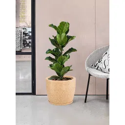 Kuber Industries 6Pcs Brown & White Textured Roto Mould Flower Planters With Tray-picture-11