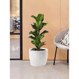 Kuber Industries 6Pcs White Textured Roto Mould Flower Planters With Tray-picture-38