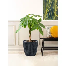 Kuber Industries Black Textured Roto Mould Pihu Neo Flower Planters-picture-16