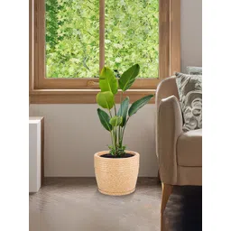 Kuber Industries Brown Textured Roto Mould Flower Planters With Tray-picture-23