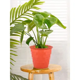 Kuber Industries Orange 3 Pcs Plastic Brick Flower Pots-picture-15