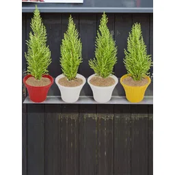 Kuber Industries Red 2 Pcs Sunshine Planters-picture-19