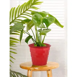 Kuber Industries Red 3 Pcs Brick Planters-picture-41