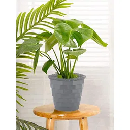 Kuber Industries Set Of 3 Planters-picture-36