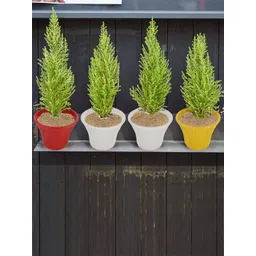 Kuber Industries Set Of 4 Planters-picture-34
