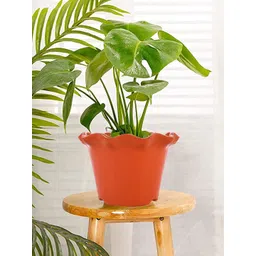 Kuber Industries Set Of 4 Planters-picture-32