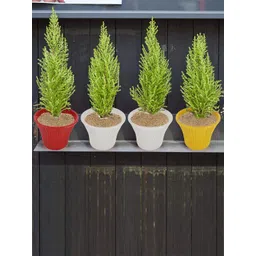 Kuber Industries Set Of 5 Planters-picture-12