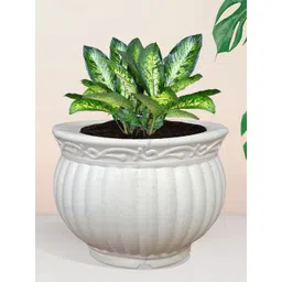 Kuber Industries White 3 Pieces Indoor Planters-picture-40