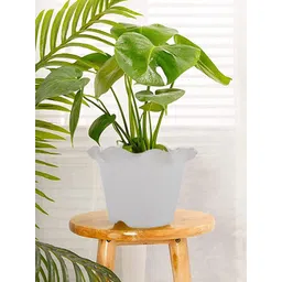 Kuber Industries White 5 Pcs Blossom Planters-picture-22