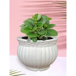 Kuber Industries White 6 Pieces Textured Planters-picture-30